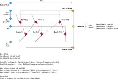 Evidence of survival bias in the association between APOE-Є4 and age at ischemic stroke onset